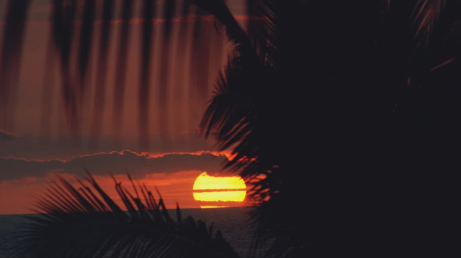 sunset, kona, hawaii, palm, trees, palm trees, sun, island, big, travel