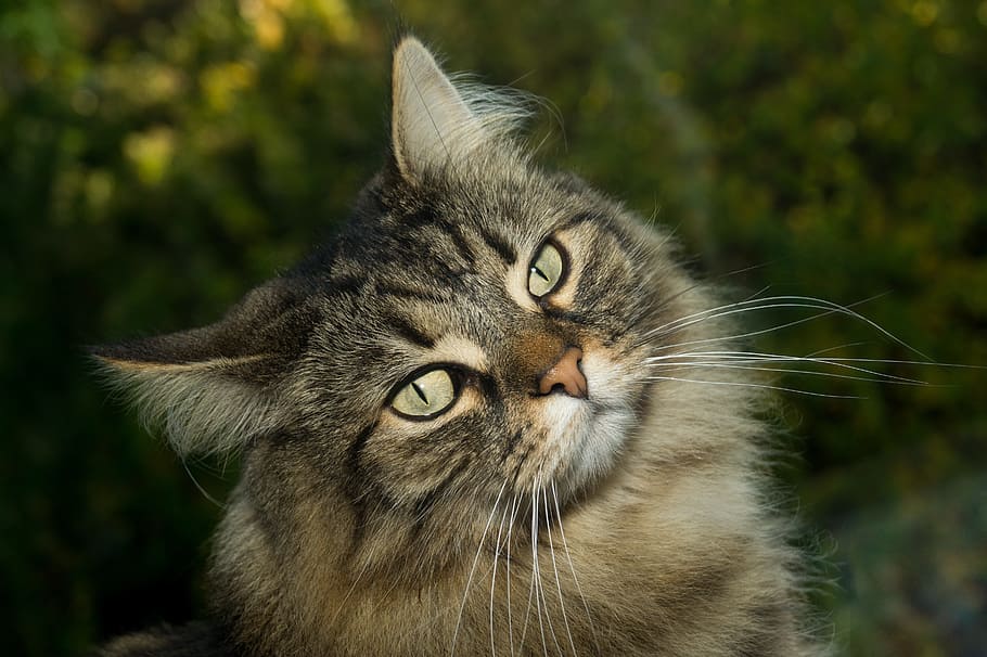silver tabby cat, cat, norwegian forest cat, sweet, domestic cat, curious, adidas, head, animal, cat's eyes
