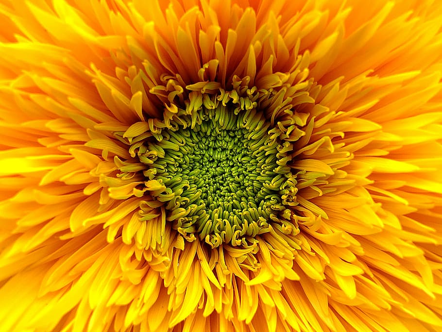 fotografi makro, kuning, bunga krisan, bunga matahari, bunga, jeruk, hijau, mekar, musim panas, pembukaan
