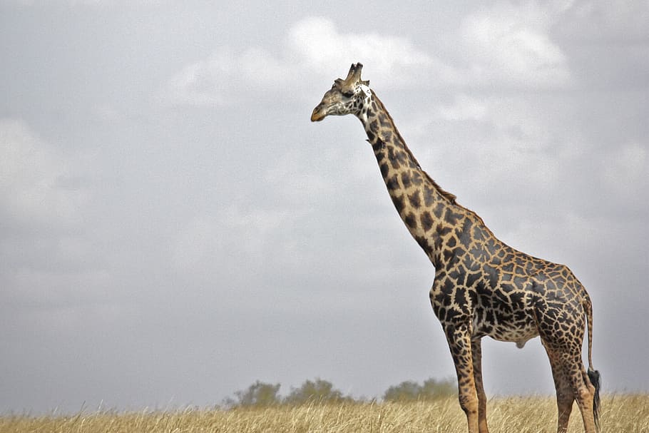 marrón, negro, jirafa, campo de cereales, nublado, cielo, safari, vida silvestre, serengeti, tanzania