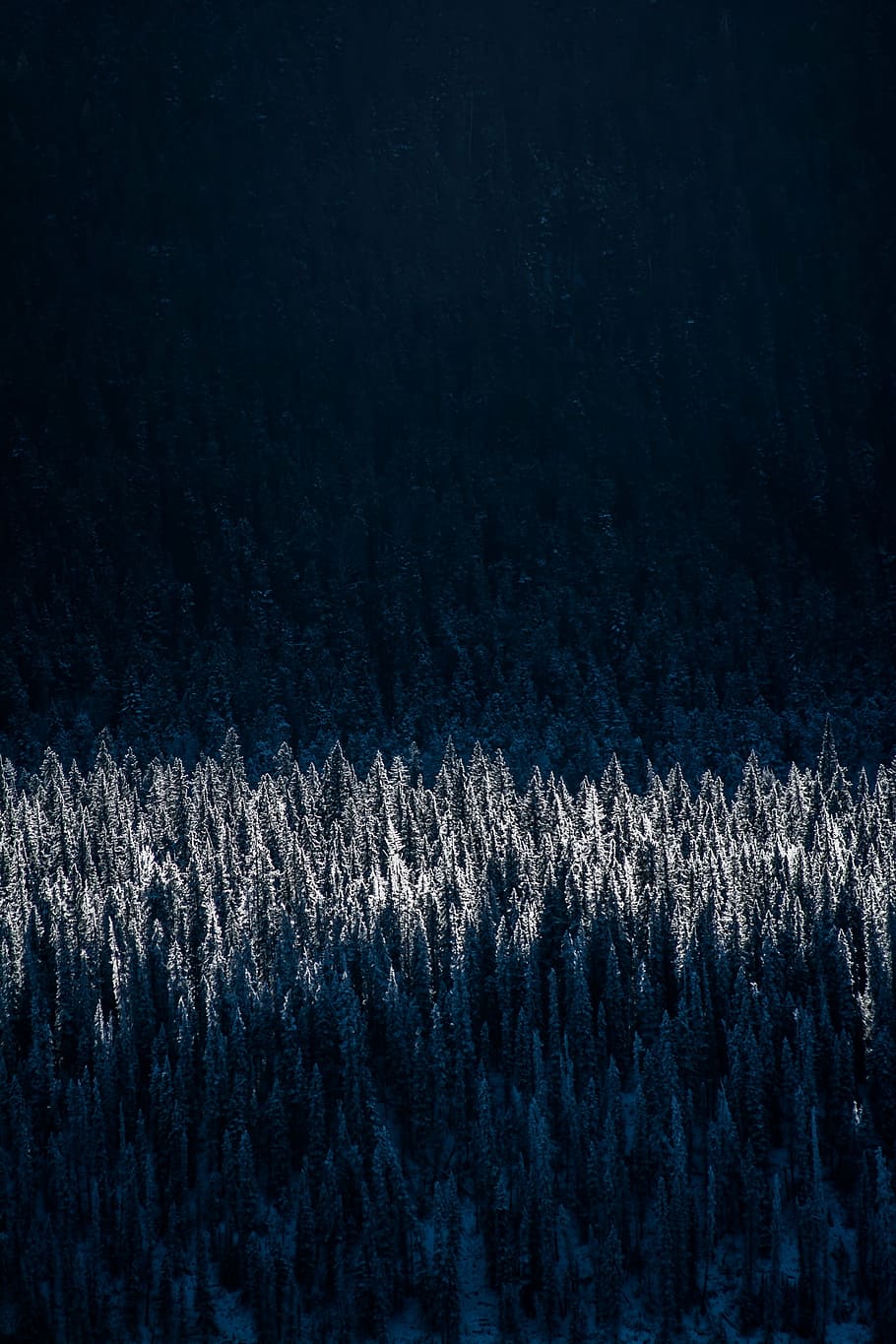 aerial, photography, forest, white, pine, trees, woods, nature, dark, backgrounds