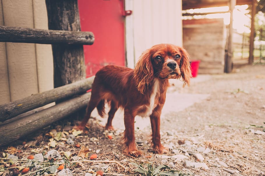 red, white, cavalier, king charles spaniel, standing, brown, wooden, house, animal, canine