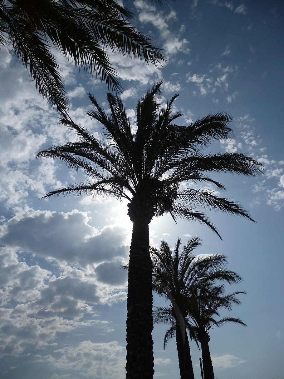 mallorca, palm trees, sun, sky, plant, tropical climate, tree, palm tree, growth, cloud - sky