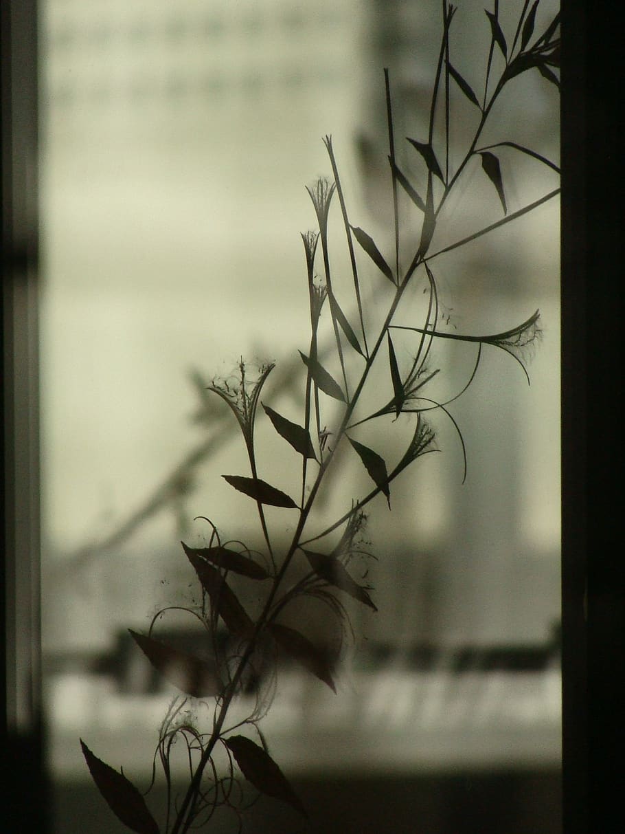 leaf, shadow, window, transparent, plant, focus on foreground, close-up, nature, growth, indoors