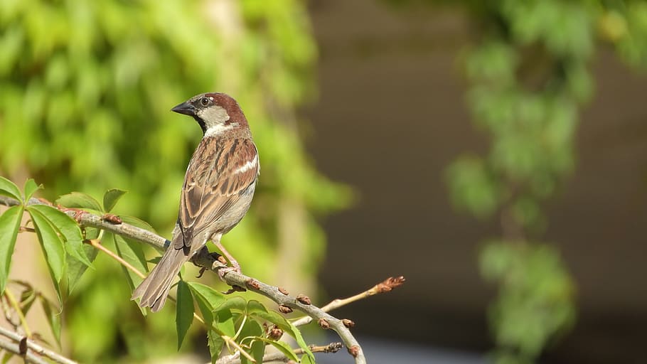 house sparrow, sparrow on a branch, a bird in the bushes, close up, sitting, passer domesticus, background, portrait, animal wildlife, animal themes
