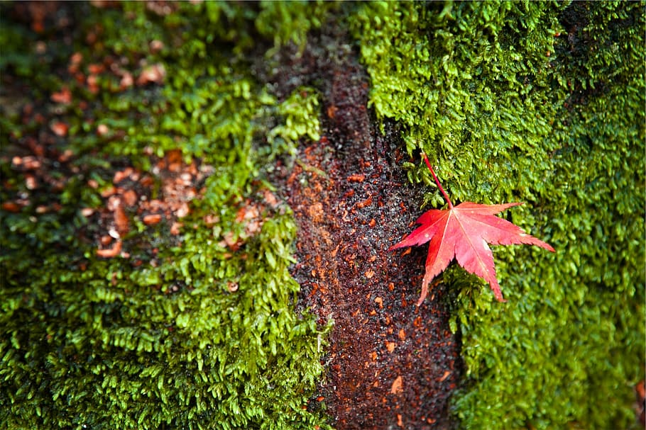 merah, daun maple, hijau, lumut, daun, rumput, musim gugur, perubahan, alam, warna hijau