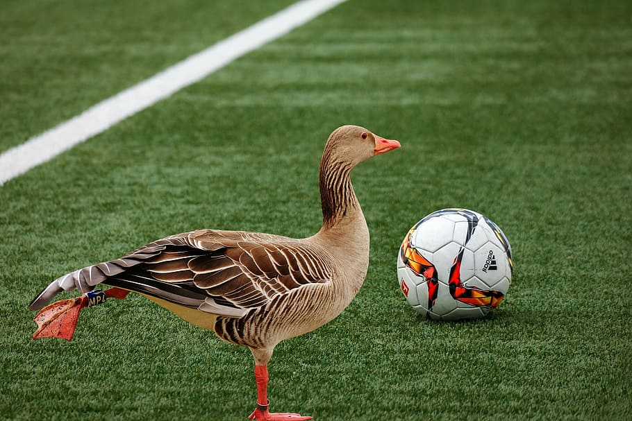marrón, pato, blanco, balón de fútbol, ​​ganso, pájaro, pluma, ave acuática, deporte, gracioso