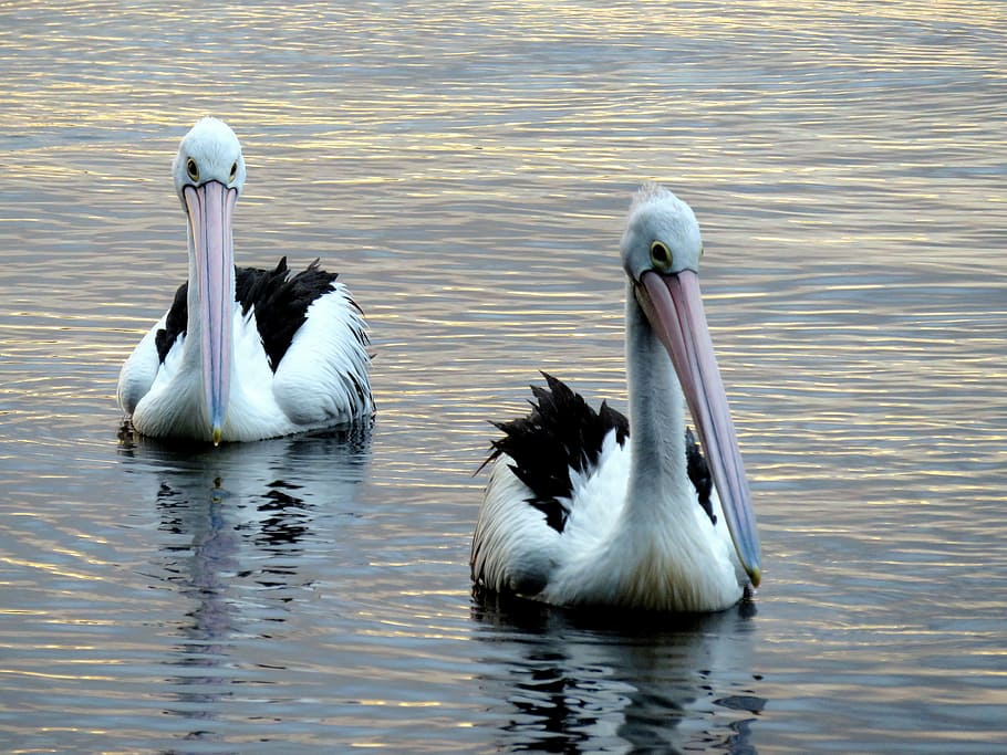 pelicans, lake, peaceful, wildlife, nature, animal, wild, water, fauna, natural