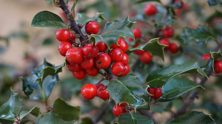 berry fruit, holly tree, houx, stechpalme, holly, boix grevol, christmas, nature, leaf, red