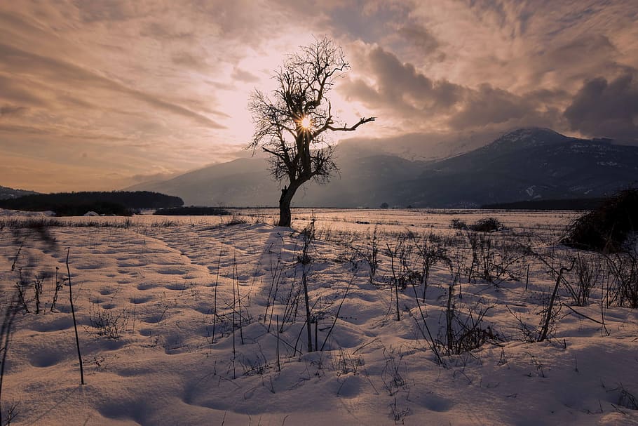 snow, sun, winter, landscape, nature, wintry, cold, sky, trees, snowy