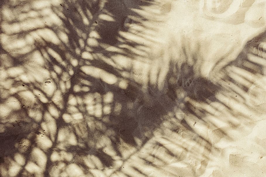 sombra, Folha de palmeira, folha, folhas, luz solar, palma sagu, palma, natureza, planos de fundo, padrão
