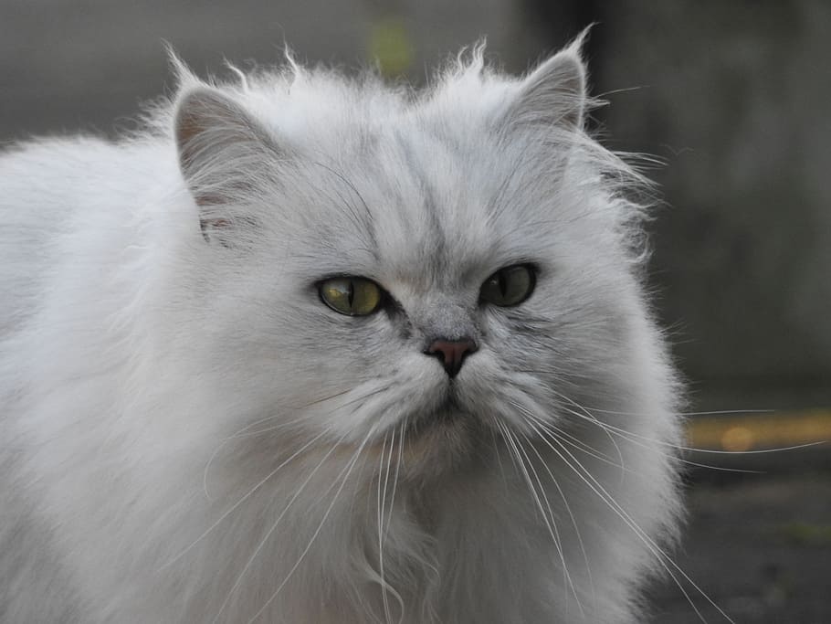 persian cat, gray, pavement, cat, pets, portrait, domestic cat, wildlife photography, domestic, domestic animals