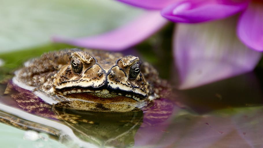 Toad, Frog, Tadpoles, Water, Plant, water, plant, water lily, monster, animal, anuran