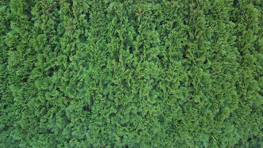 Hedge, Texture, Pattern, green, structure, bush, green color, backgrounds, full frame, nature