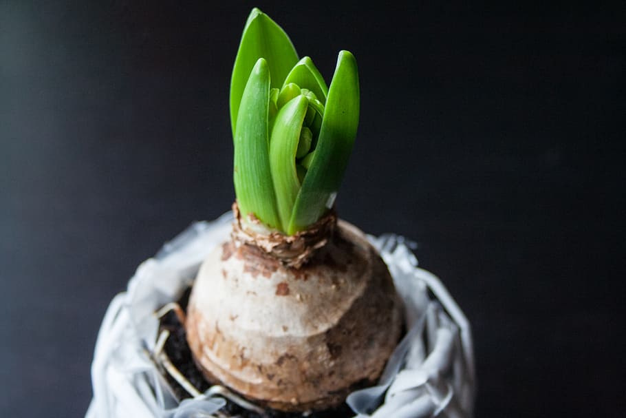 green leafed plant, hyacinth, onion, flower, spring, plant, nature, green, leaves, garden