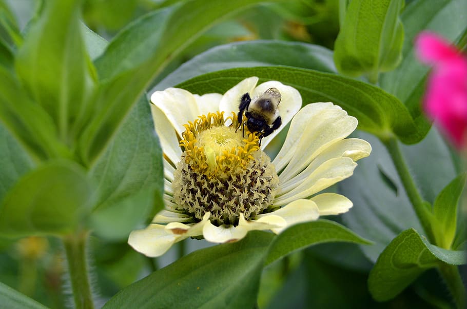 abelha, zangão, pólen, flor, inseto, natureza, percevejo, verão, alergias, planta