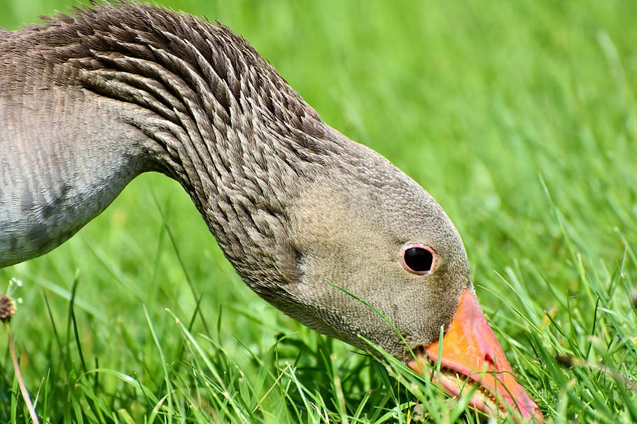 close-up photo, brown, duck, greylag goose, wild goose, goose, poultry, water bird, plumage, migratory bird