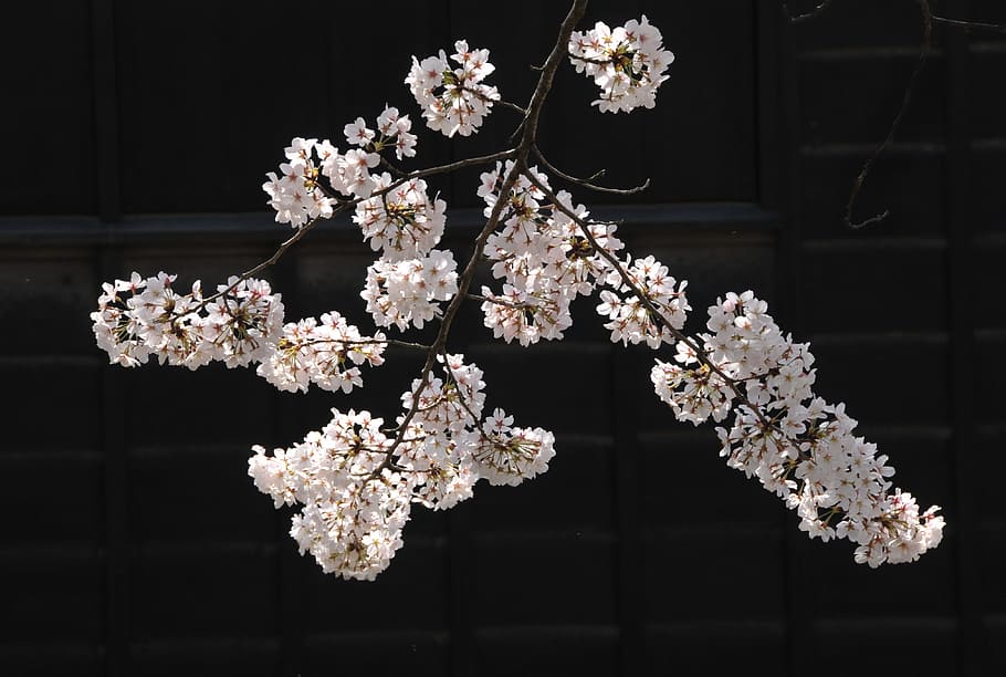 Japón, flores de cerezo, flores, cerezo, rosa, sakura, flor, ninguna gente, noche, fragilidad