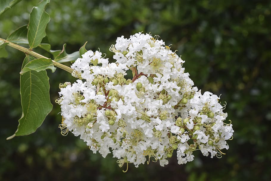 flowers, floral, crape myrtle, white, green, brown, yellow, summer, spring, nature