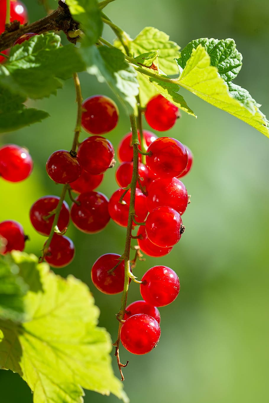 red berries, currants, red, red currants, currant, fruits, berries, garden, in the garden, vegetable garden