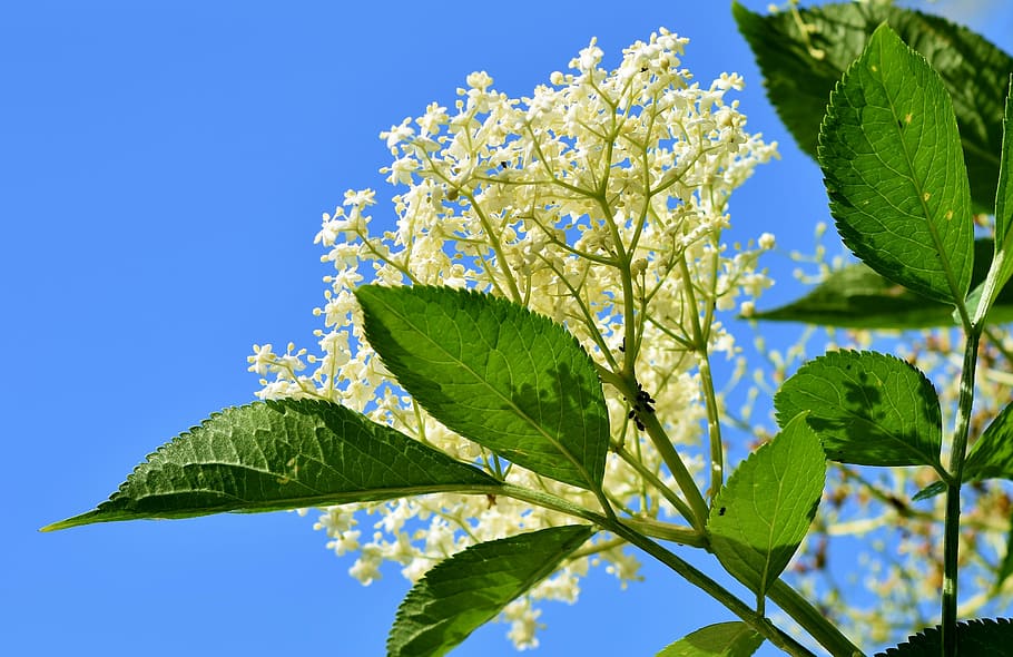 low-angle view, white, petaled flowers, elder, elderflower, holder bush, black elderberry, elderberries, holder, holler