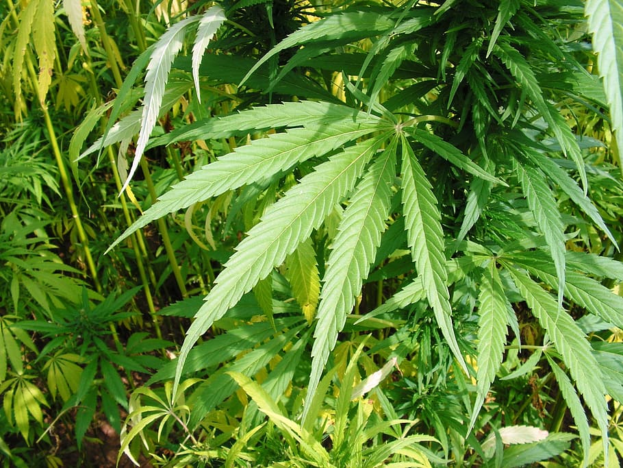 hojas verdes, cáñamo, hoja, cannabis, hoja de cáñamo, color verde, marihuana - cannabis herbario, planta de cannabis, hierba, medicina alternativa