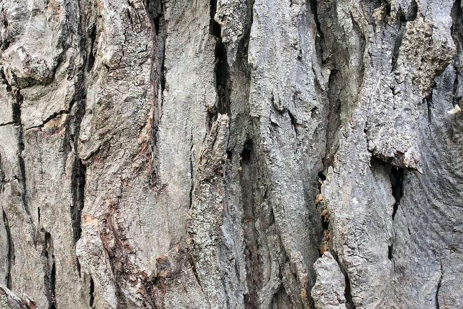 árvore, velho, casca, madeira, áspero, fundo, textura, superfície, seco, carvalho