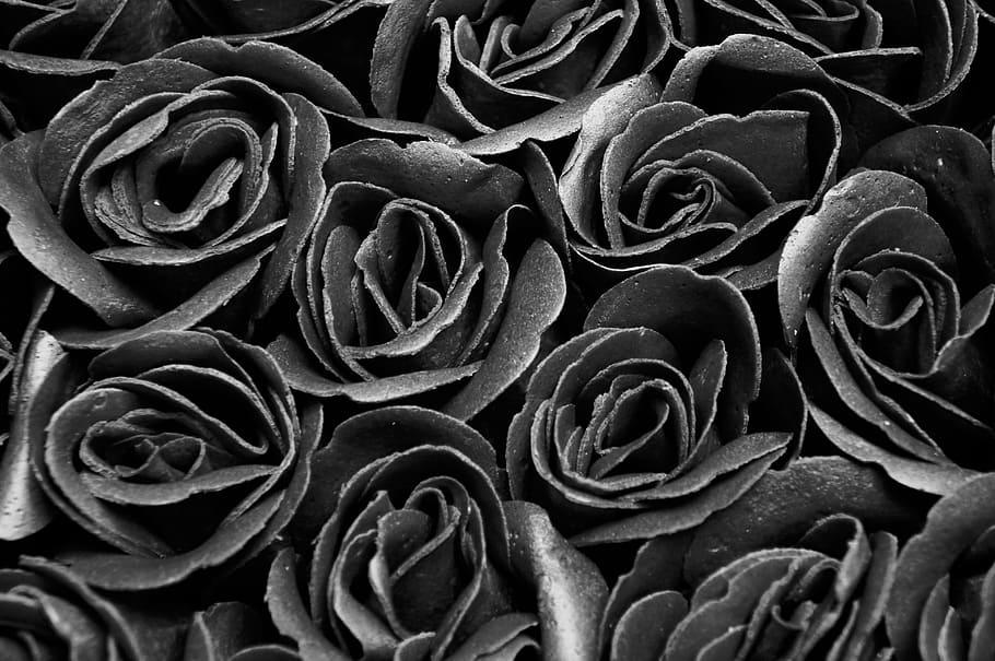 黒いバラ, 黒と白, バラ, 花, 背景, 喪, 別れ, ゴシック, トリステス, フルフレーム