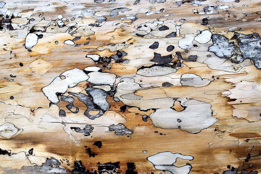 marrón, gris, superficie de madera, madera contrachapada, textura, viejo, fondos, resumen, madera - material, nadie
