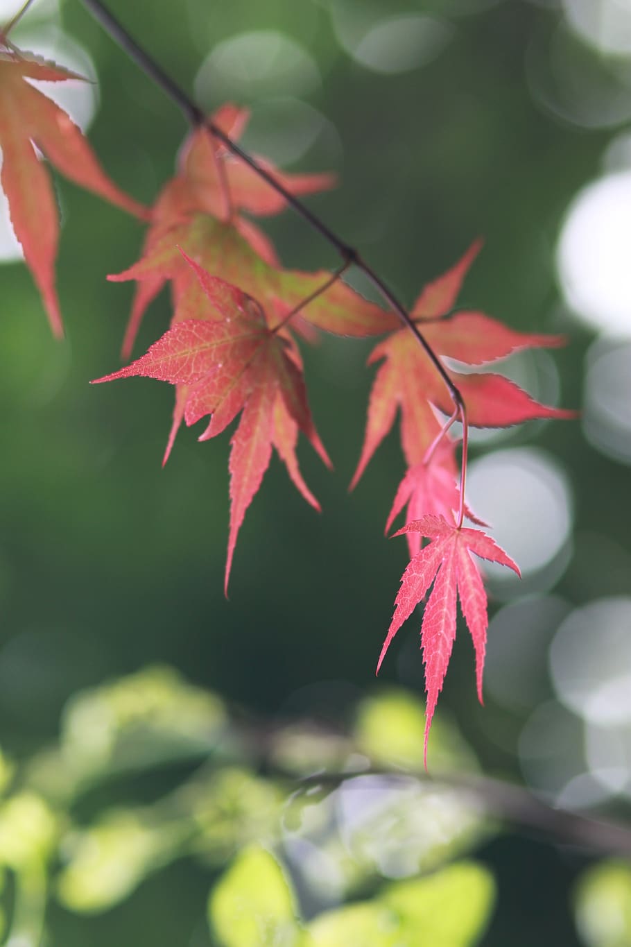 nature, plants, wood, some people don't, leaf, flowers, autumn, autumn ...