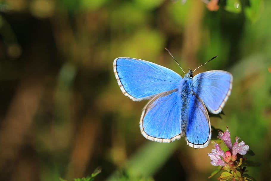 close-up photography, blue, karner butterfly, perched, flower, butterfly, insect, nature, macro, wings