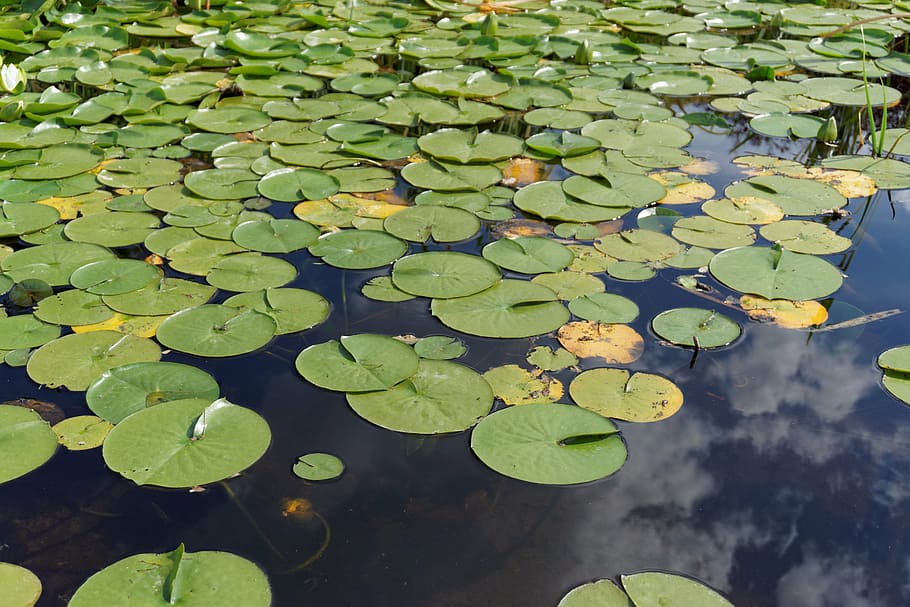 lirio de agua, agua, planta, naturaleza, planta de agua, hoja, parte de la  planta, color verde, lago, flotante | Pxfuel