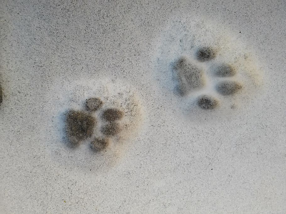 animal foot print, sand, Paw Prints, Snow, Trace, Cat, Track, cat track, cat's paw, paws