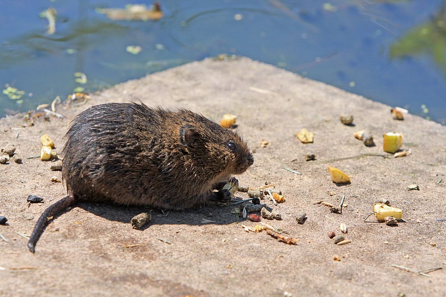 black, gray, pavement, facing, body, water, Water Rate, Rodent, Pest, Nature