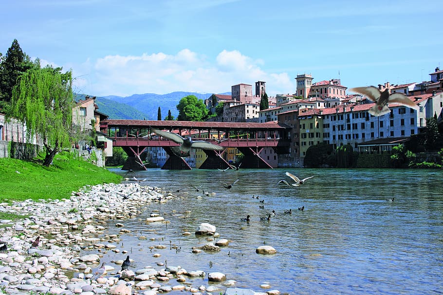 ponte sobre o rio brenta, bassano del grappa, rio, veneto, itália, a ponte velha, paisagem, pássaros no rio, agua, estrutura construída