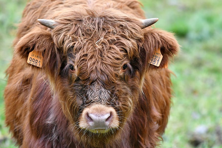 calf, bull, horns, mammal, herkauwer, remote access, long-haired, muzzle, scottish highlander, animal themes