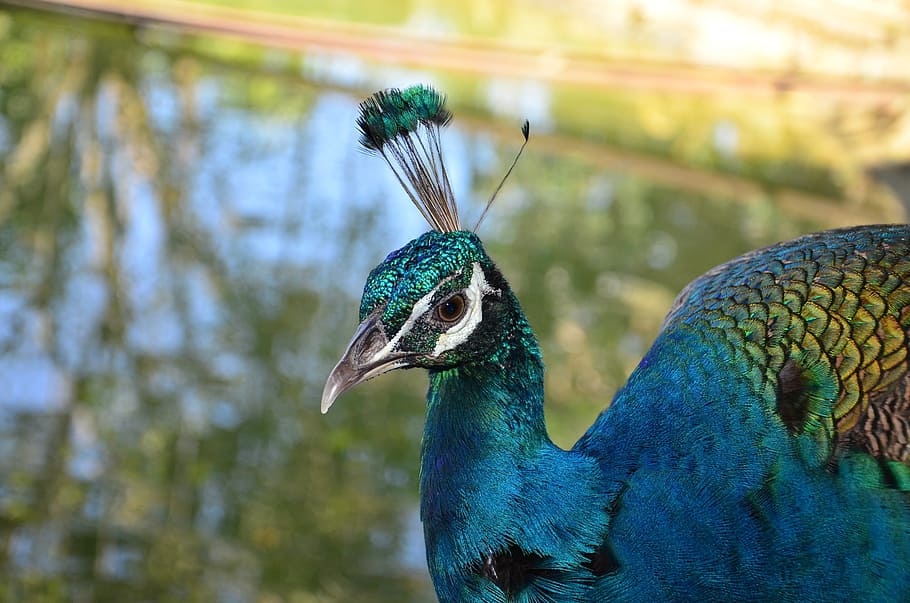 fotografía de lente de cambio de inclinación, azul, pavo real verde azulado, pavo real, ave, granja, naturaleza, pluma, vida silvestre, ala