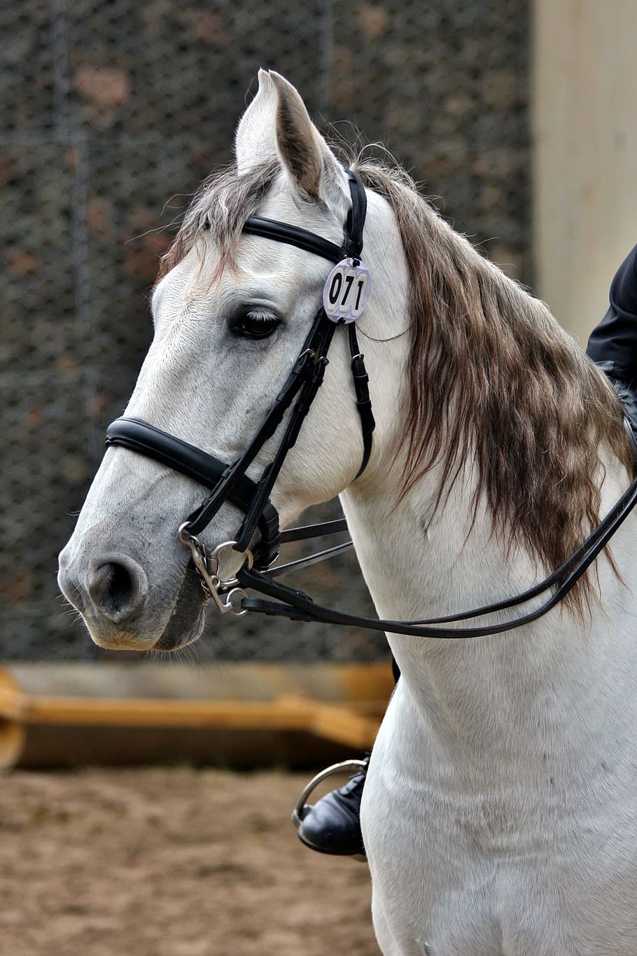 person, riding, horse, andalusian, bridle, tack, bit, reins, grey, gray