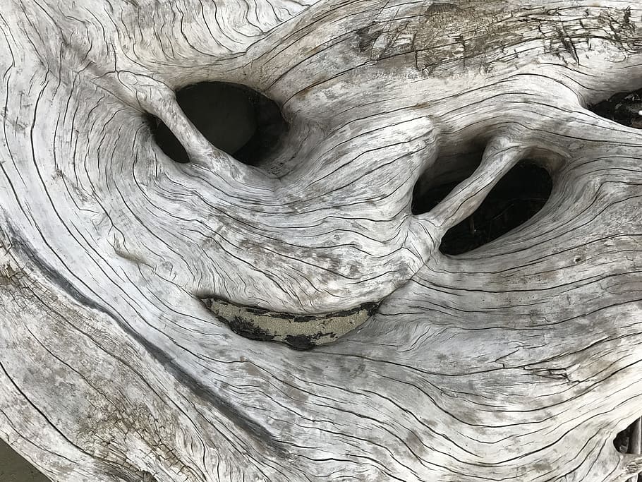 white tree trunk, driftwood, nature, texture, alien, smile, beach, gray, close-up, textured
