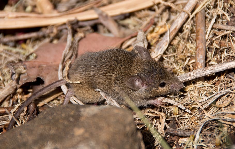 rato marsupial, nativo, queensland, austrália, selvagem, marrom, peles, bonito, temas animais, animal