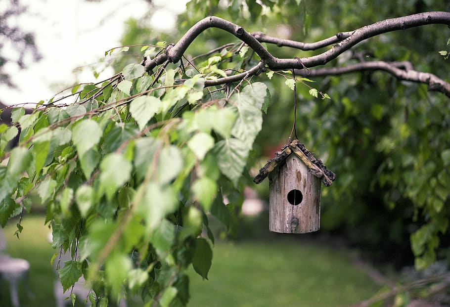 brown, wooden, bird house, hanging, tree branch, bird feeder, tree, wood, rural, feeder