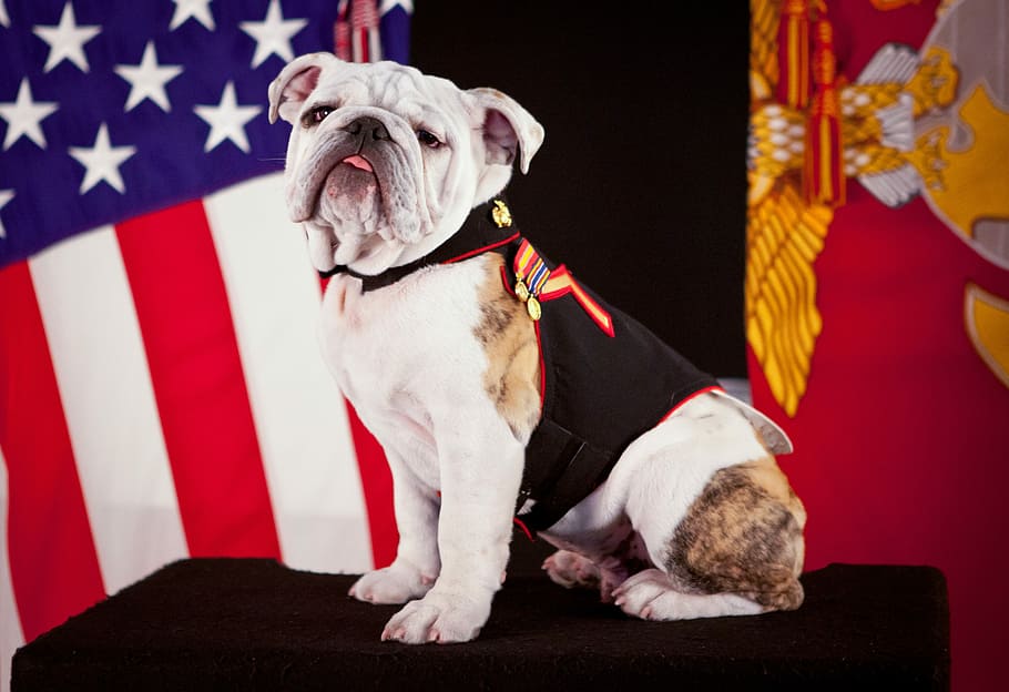 adult, white, brown, english, Bulldog, Mascot, Marine Corps, official mascot, usa, portrait