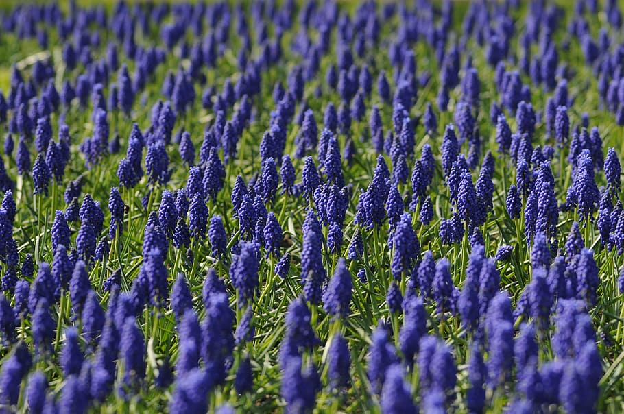 selektif, foto fokus, ungu, hyacinth anggur, muscari, bidang, bunga, biru, alam, musim semi