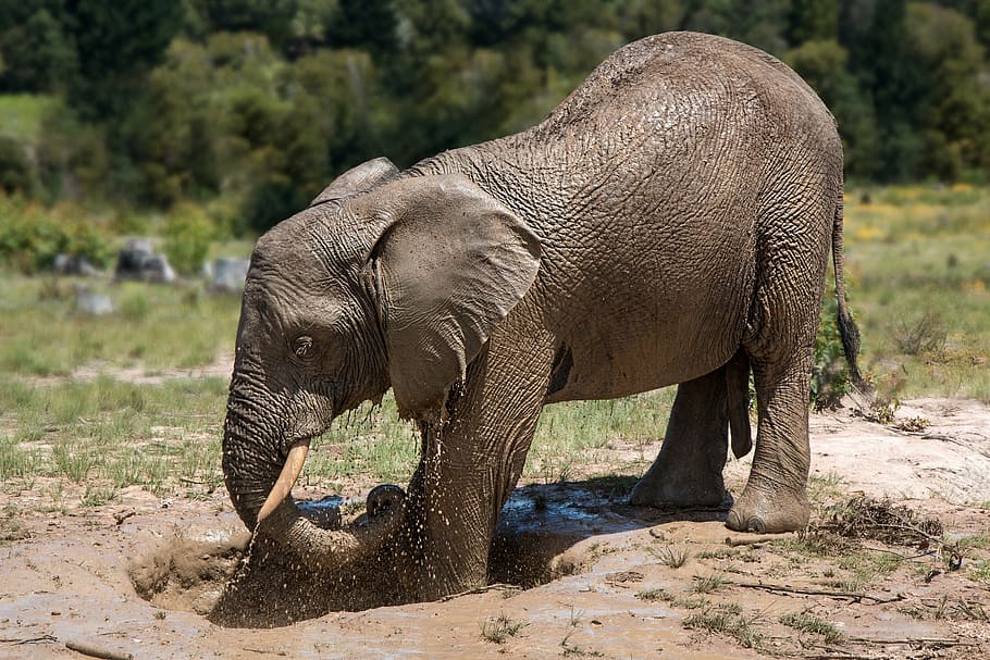 灰色の赤ちゃん象, 象, アフリカ, 泥風呂, 泥パック, はしゃぐ, 遊ぶ, 自然, 哺乳類, ゲームリザーブ