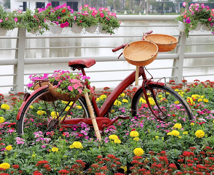 Vietnam, diseño de jardines, Flor, planta floreciente, planta, crecimiento, frescura, naturaleza, belleza en la naturaleza, día
