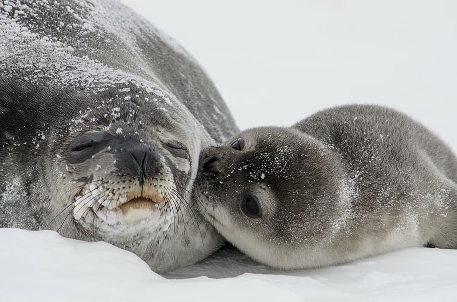 Foto de primer plano, dos, leones marinos, campo de nieve, focas, bebé, cachorro, madre, besos, joven
