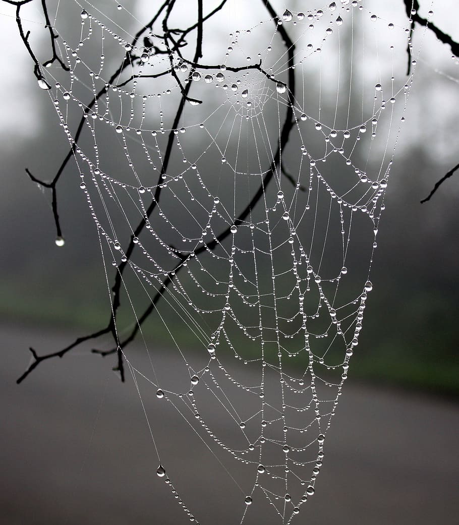 Web Spider, Dew, Winter, Tree, Wire, winter tree, nature, spider web, focus on foreground, web