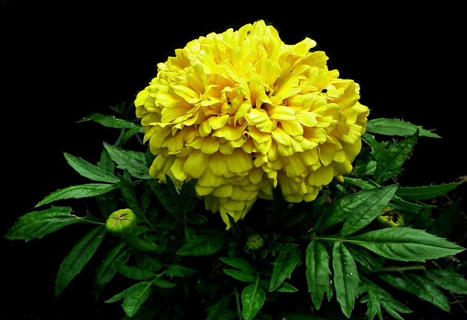 marigold, flower, yellow, summer, garden, nature, beautiful, closeup, the petals, plant