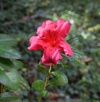 Fotos Azalea libres de regalías | Pxfuel