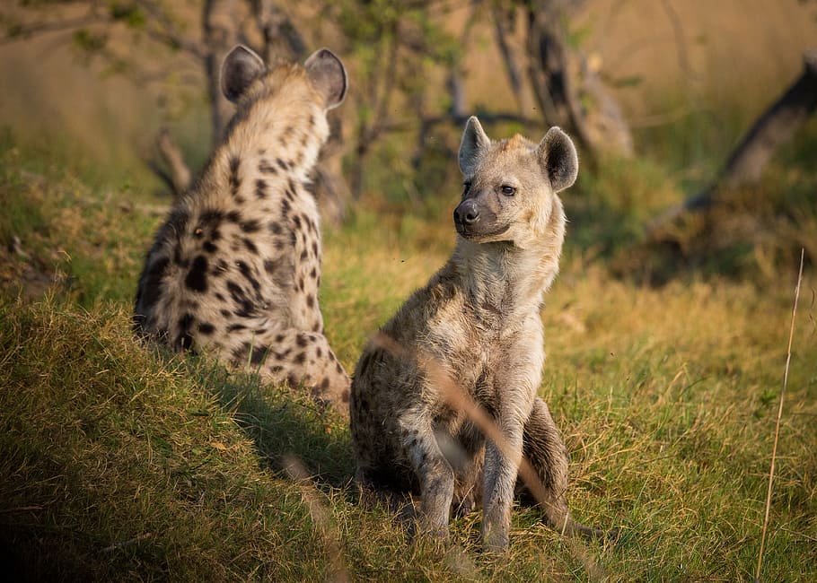 dois, hienas, grama, hiena, áfrica, botsuana, animal, animais selvagens, safari, natureza